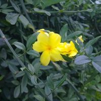 Herbarium #002 – Jasmim Amarelo (Jasminum mesnyi)